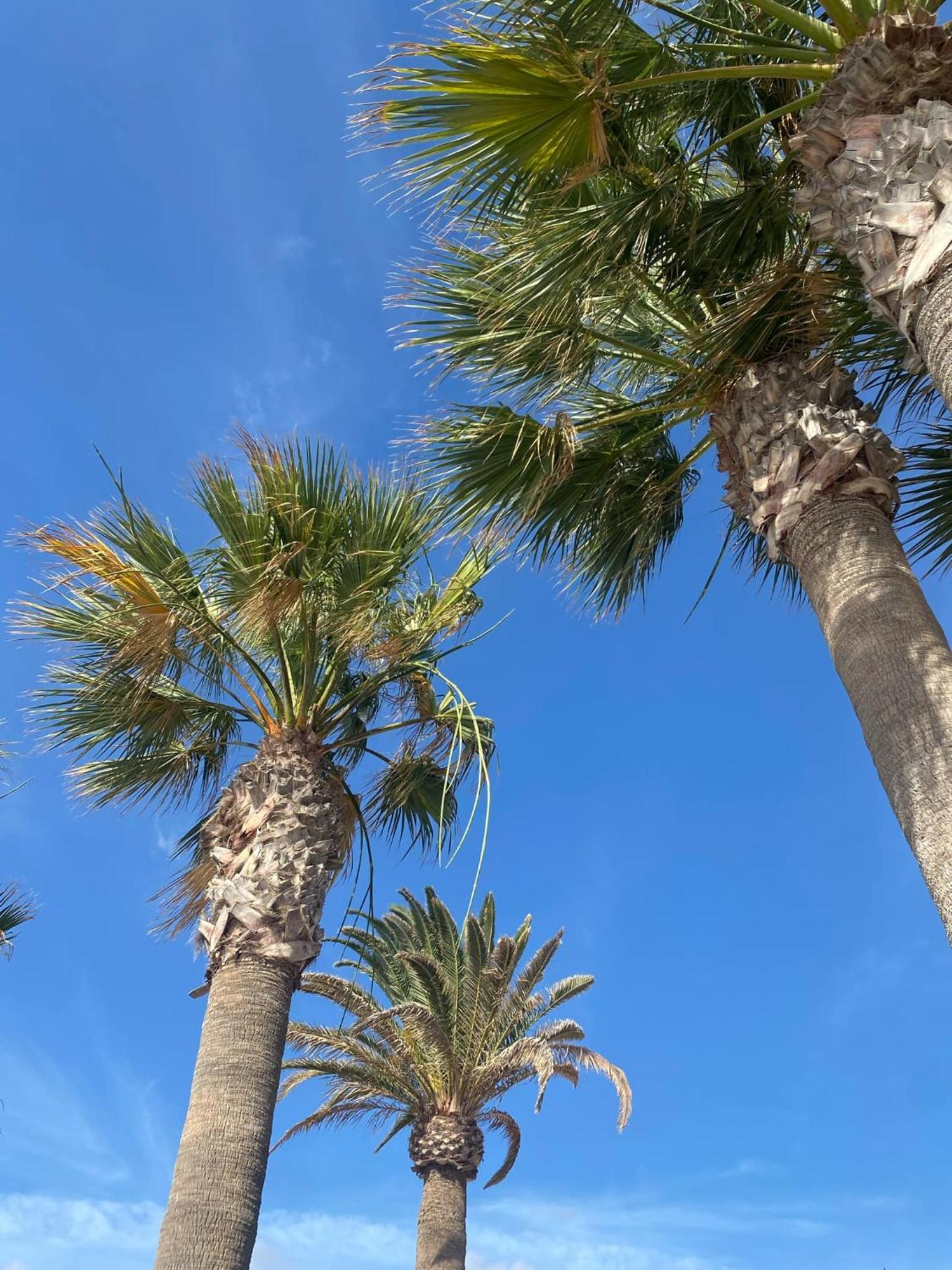 Sunny Suite Σαν Μιγκέλ ντε Αμπόνα Εξωτερικό φωτογραφία